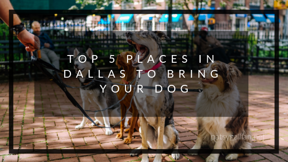 Top 5 Places In Dallas To Bring Your Dog Patsy Gallian